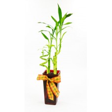 Lucky Bamboo Large